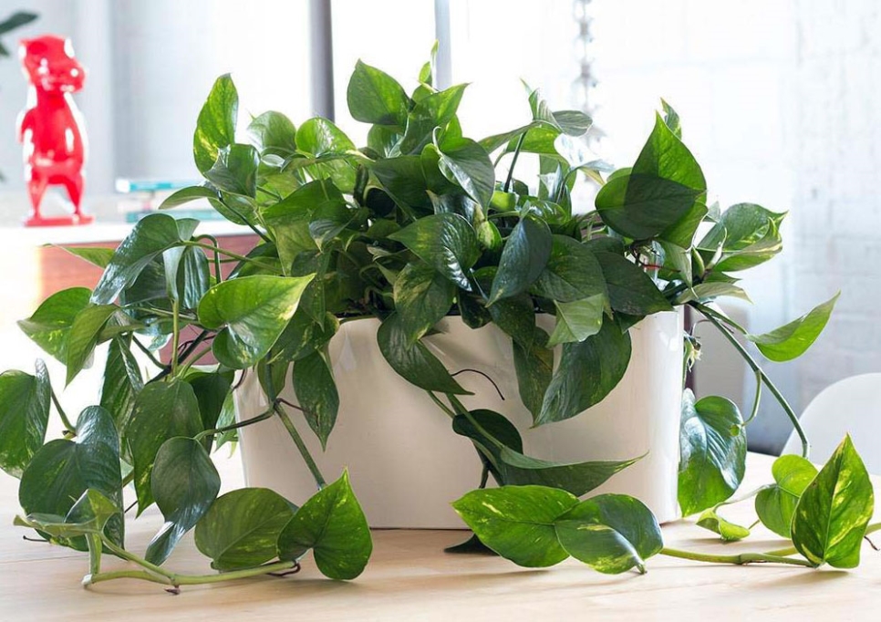 CÁCH ĐẶT CÂY TRÊN BÀN LÀM VIỆC HỢP PHONG THỦY