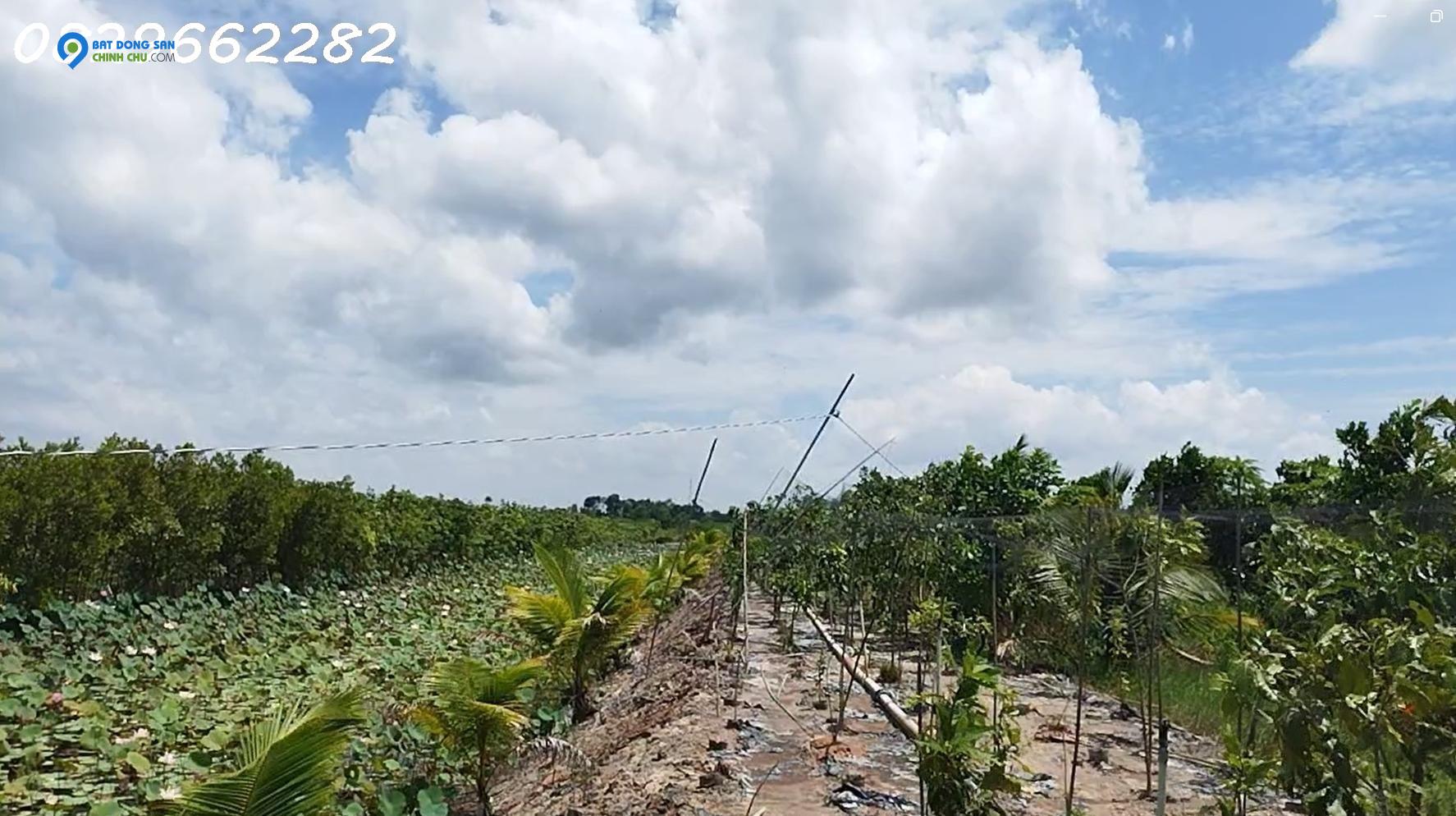 Bán Đất Vườn Cây Ăn Trái, Hòa Long, Đồng Tháp DT 44000m2, Giá 22 Tỷ, Sổ Hồng Chính Chủ.