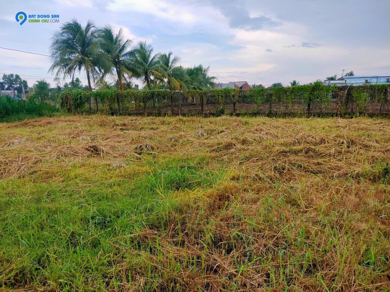 Bán đất KCN Tân Hương, 520tr, 115m2, pháp lý đầy đủ.