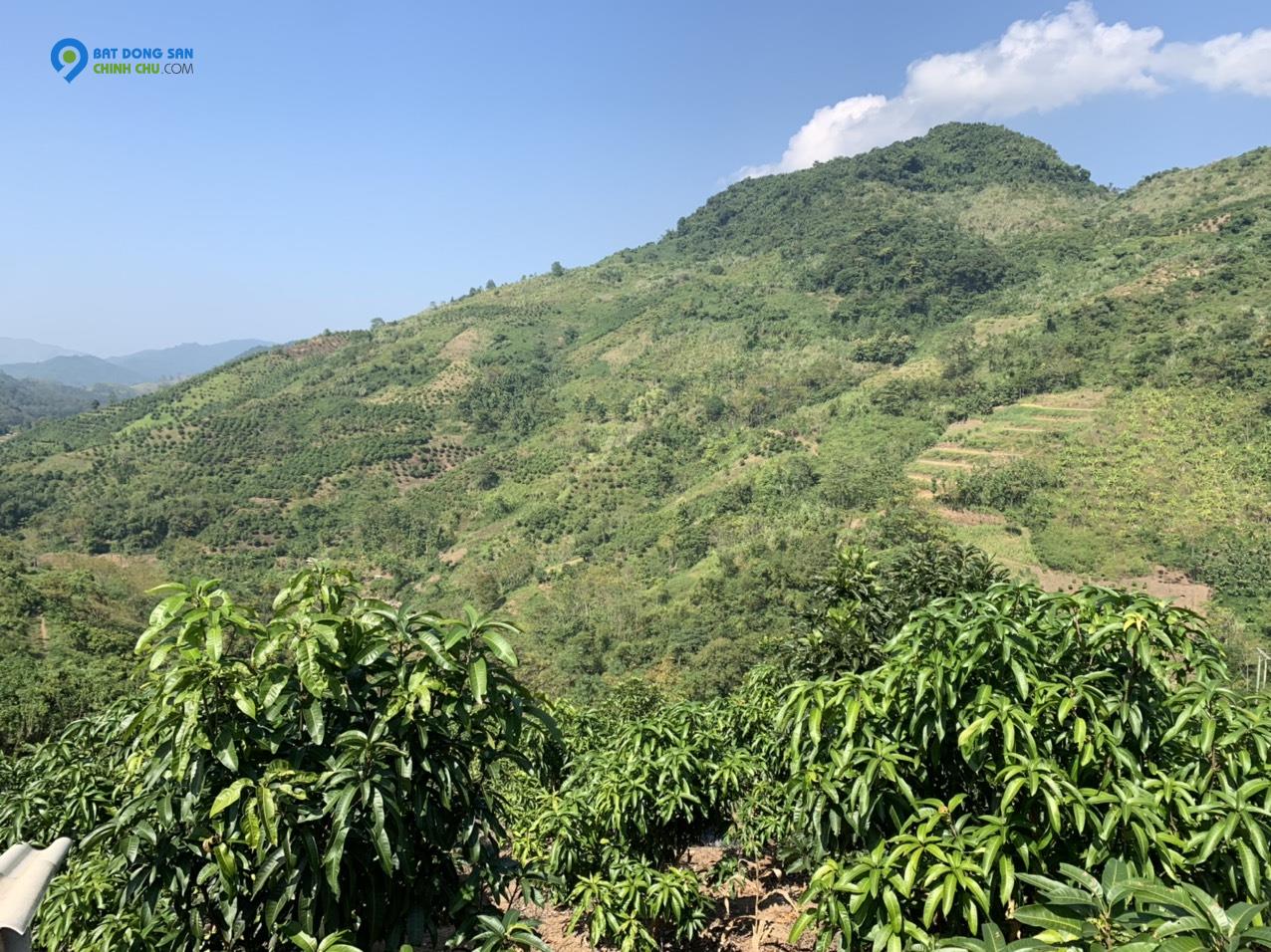 Bán đất Mộc Châu giá rẻ, đón sóng cao tốc, Mảnh đất thuộc bản 2,1 ha view thung lũng, ruộng bậc thang