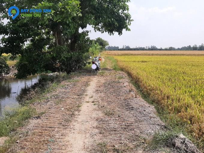 Bán gấp đất ruộng.