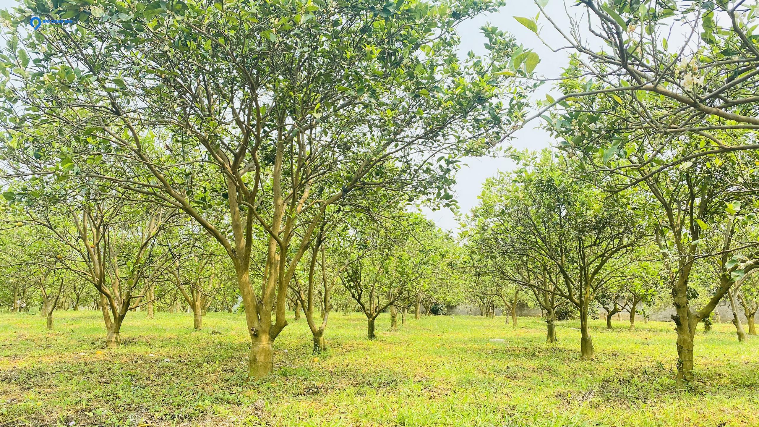 Siêu phẩm - cực phẩm hay là tuyệt phẩm đây nhỉ 5689m có 3344m thổ cư Cao Phong - Hòa Bình giá chỉ nhỉnh 1tr/m