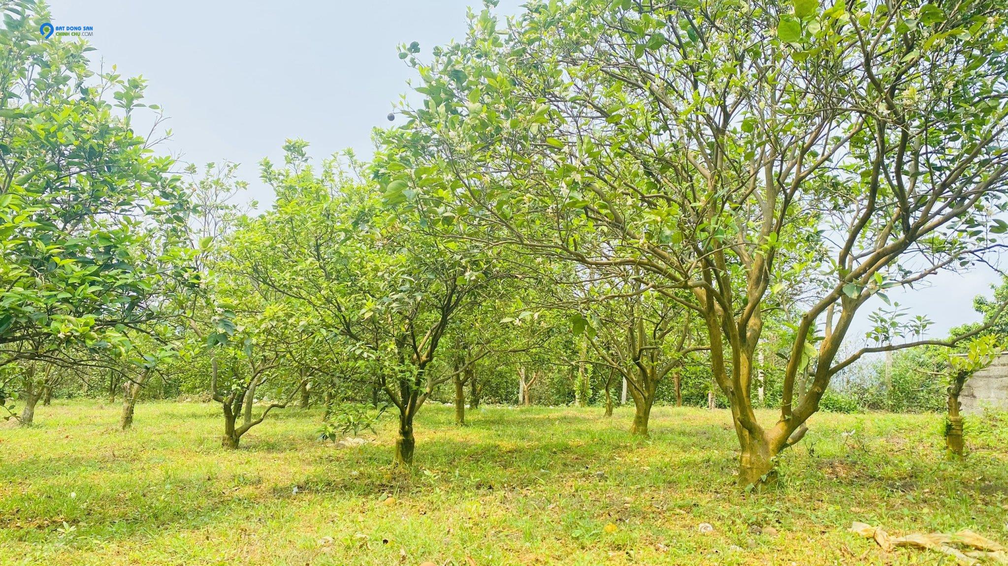 Siêu phẩm - cực phẩm hay là tuyệt phẩm đây nhỉ 5689m có 3344m thổ cư Cao Phong - Hòa Bình giá chỉ nhỉnh 1tr/m