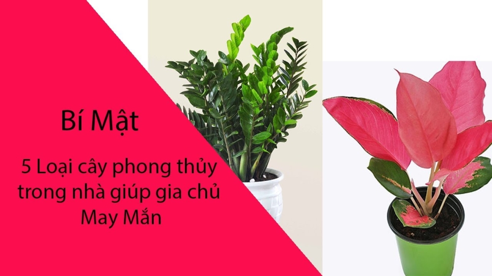 Bật mí 5 loại cây phong thủy trong nhà giúp gia chủ may mắn